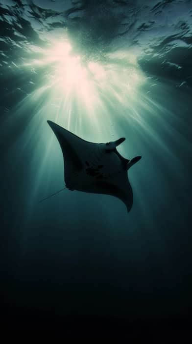 Manta Ray Silhouette Underwater Photography Ocean Light Rays Marine