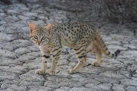 Indian Desert Cat Animals Wild Cats Cats