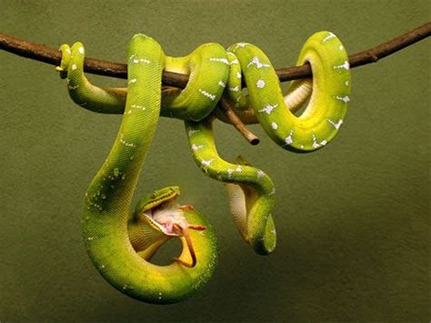 Color Photo Of An Emerald Tree Boa Snake At The Toronto Zoo By