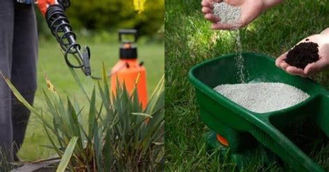 The process for reseeding the lawn is the same as installing a new lawn. Overseeding Lawn: How To Plant Grass Seed On Existing Lawn in 2020 | Grass seed, Planting grass ...