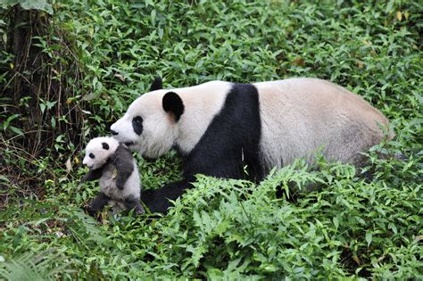 There Are About 1600 Left In The Wild More Than 300 Pandas Live In