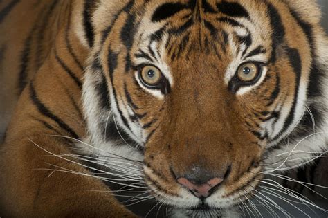 An Endangered Malayan Tiger Panthera Tigris Jacksoni At The Omaha Zoo