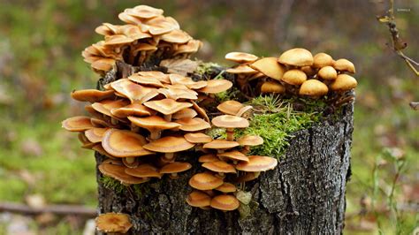 Mushrooms Growing On A Tree Trunk Wallpaper Photography Wallpapers