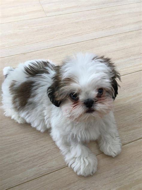 14 Cool Facts You Didnt Know About The Shih Tzu The