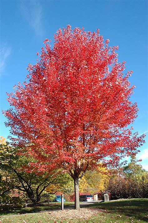 Autumn Blaze Maple Acer X Freemanii Jeffersred In Inver Grove