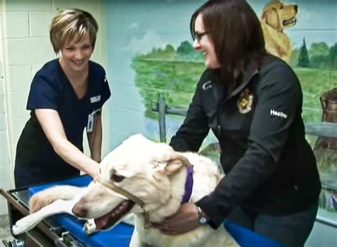 Ovcs Doggie Donor Blood Program Has Been Helping Canines For Over 20