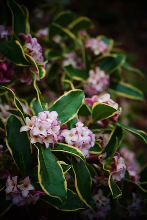 Plantfiles Pictures Daphne Fragrant Daphne Variegated Winter Daphne