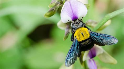 How To Remove Carpenter Bees Without Killing Them
