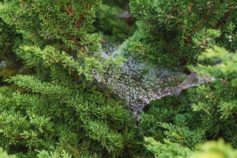 Close Up Shot Of Dew Drops On Cobweb Stock Photo Image Of Beautiful