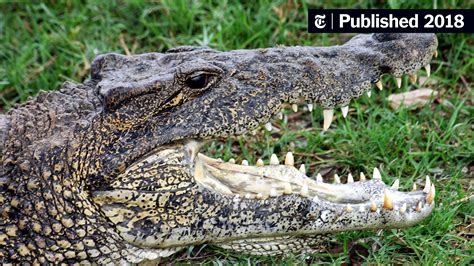 A Newly Discovered Difference Between Alligators And Crocodiles The