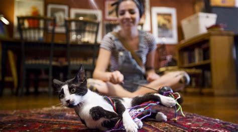 Denver Cat Company Serves Up Caffeine And Friendly Distractions