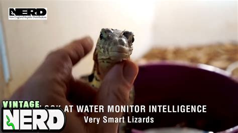 A Look At Water Monitor Intelligence Very Smart Lizards Youtube
