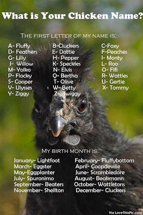 — it is my mother's name. Whats Your Chicken Name? Pictures, Photos, and Images for ...
