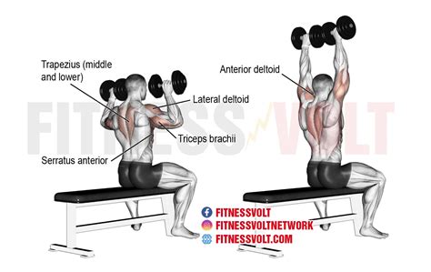 seated dumbbell overhead press shoulders
