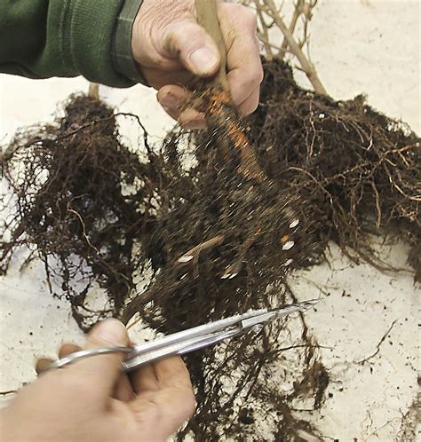 Creating A Beech Forest Bonsai Valavanis Bonsai Blog