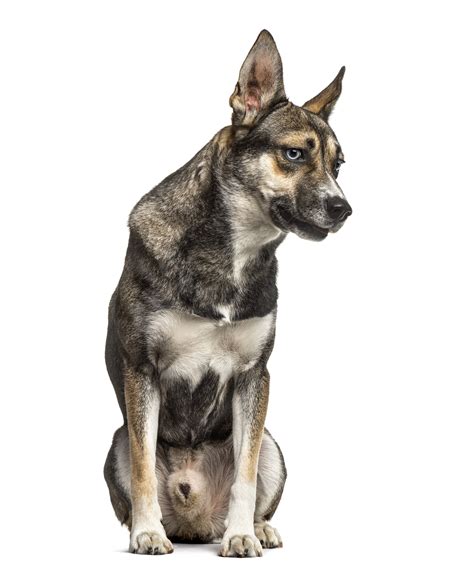 Check spelling or type a new query. German Shepherd Husky Mix | Shop for your Cause