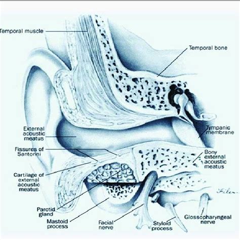 Pdf Ear Anatomy