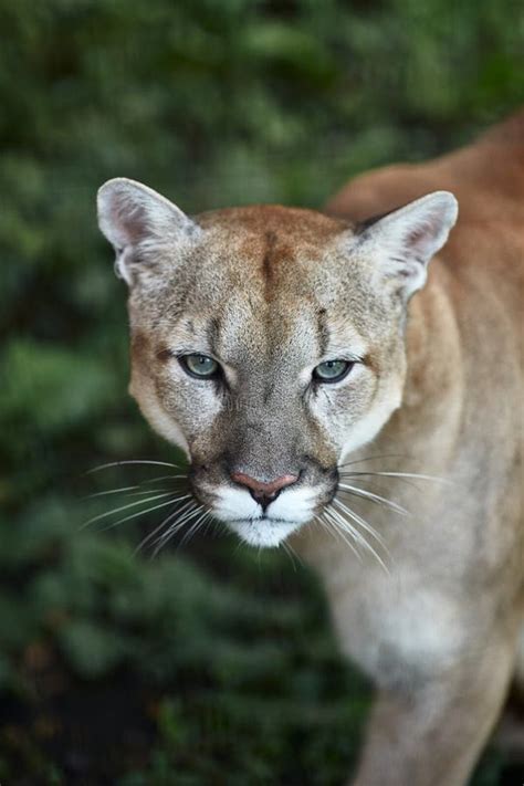 Portrait Of Beautiful Puma Cougar Mountain Lion Puma Panther