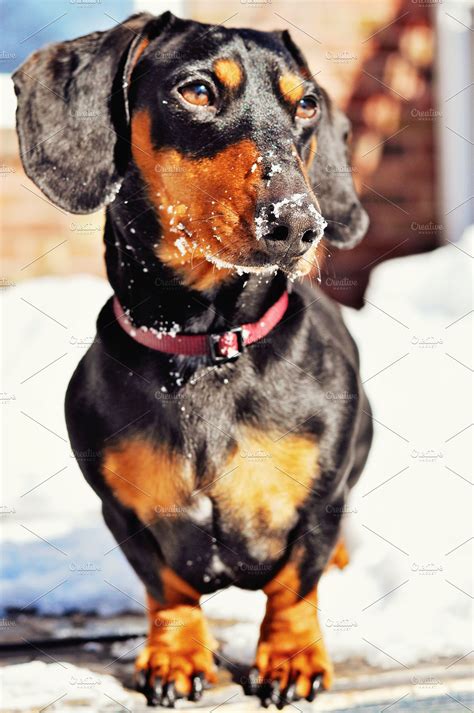 Dachshund Purebred Dog Winter High Quality Animal Stock Photos
