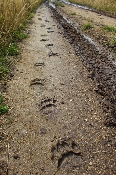 Bear Footprint Photos Stock Photos Pictures And Royalty Free Images Istock