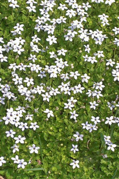13 Best Ground Cover Flowers And Plants Low Growing