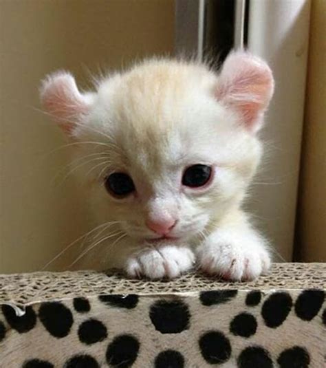 List Wallpaper Cutest Cat In The World Pictures Excellent