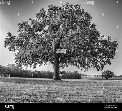 Old Oak Tree In Autumn Summer At A Foggy Morning Stock Photo Alamy