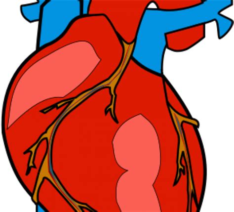 Organs Clipart Biological Heart Human Body Heart Clipart Png