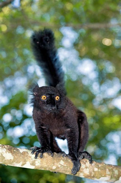 Black Lemur Male Photograph By Tony Camachoscience Photo Library