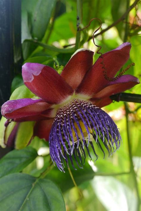 How To Grow And Care For Passionflowers Gardeners Path