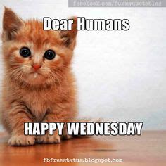 A tired cat equals a happy cat. UGH!! It's only Wednesday Dog | Morning quotes funny ...