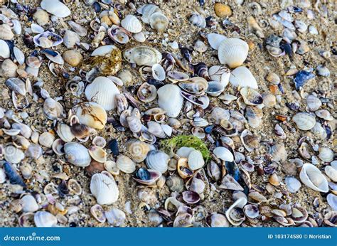 Colored Sea Shells Standing In The Golden Beach Sand Near Water Close