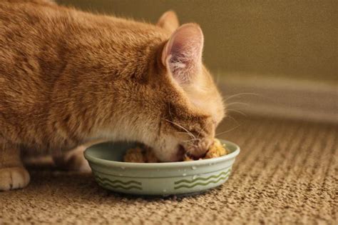 Rice is very popular in many asian countries. Can Cats Eat Rice? What Kind of Rice Safe for Cats?