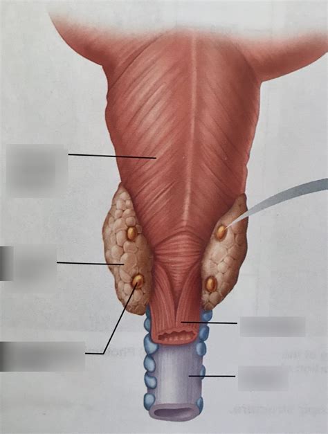 Parathyroid Glands Embedded Within The Thyroid Gland Posterior View