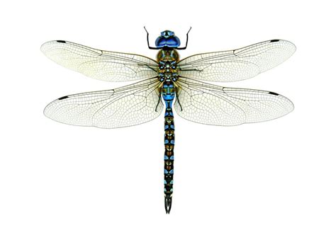 Pin By Scorpio Onyx Pluto On Wildlifenature Dragonfly Images
