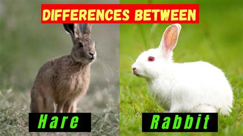 10 Difference Between Rabbit And Hare With Table Animal Differences