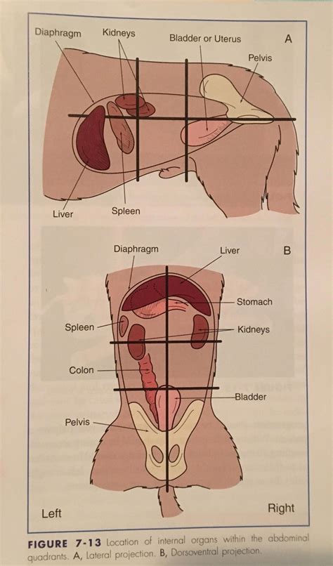 Structures contained in the four quadrants of the abdomen plus additional bonus classroom activity. Should Dog Food Be Grain Free #DogGroomingSoftware (With ...
