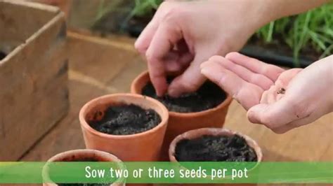 How To Grow The Best Sweet Peas Youtube