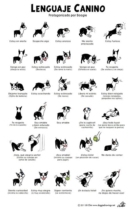 Las señales de calma en perros todo sobre el lenguaje canino