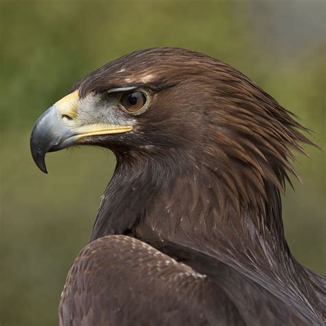 Falcon Images Golden Eagle In Uk