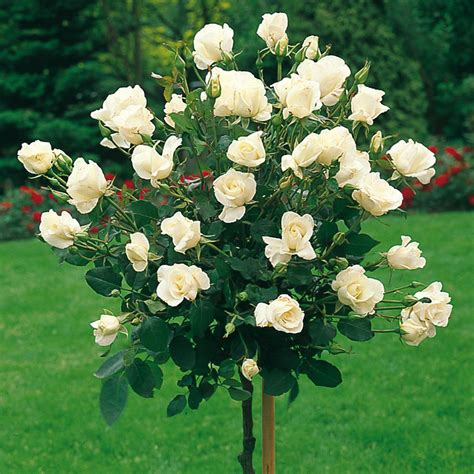 Buy Rose Standard Pascali J Parker Dutch Bulbs