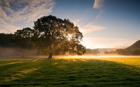 Early Morning Beauty Trees Grass Fog Sunrise Soft Light Wallpaper