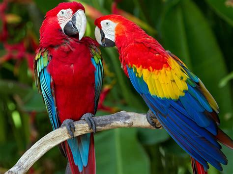 Scarlet Macaw Colorful Parrots Exotic Tropical Birds Red Blue And