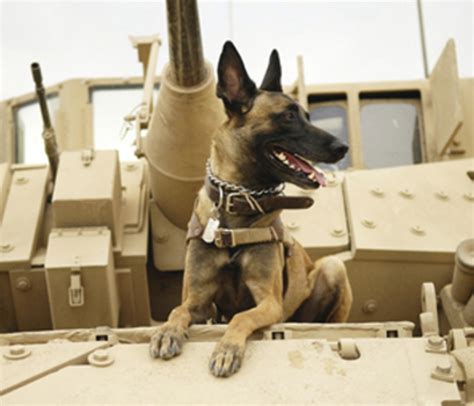 Military Working Dog Adoptions