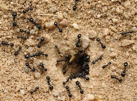 11800 Ant Colony Stock Photos Pictures And Royalty Free Images Istock