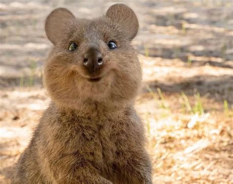 Create Meme Animal Quokka Animal Quokka Pictures Meme