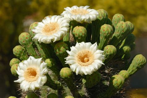 Saguaro Cactus Blossom Wallpapers High Quality Download Free