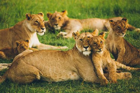 Bornwild Travel Adventures The Benefits Of Lion Conservation