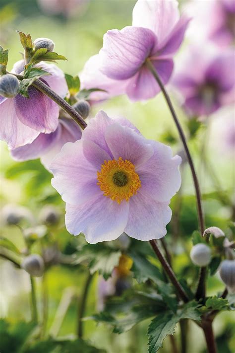 Anemones How To Grow Them And Which To Plant Plants Anemone