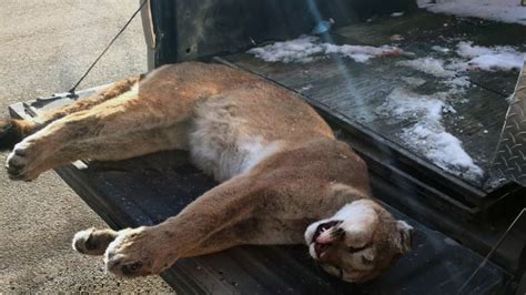 Cougar Caught Killed Near Canada Us Border In Manitoba Cbc News